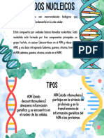 Los Ácidos Nucleicos