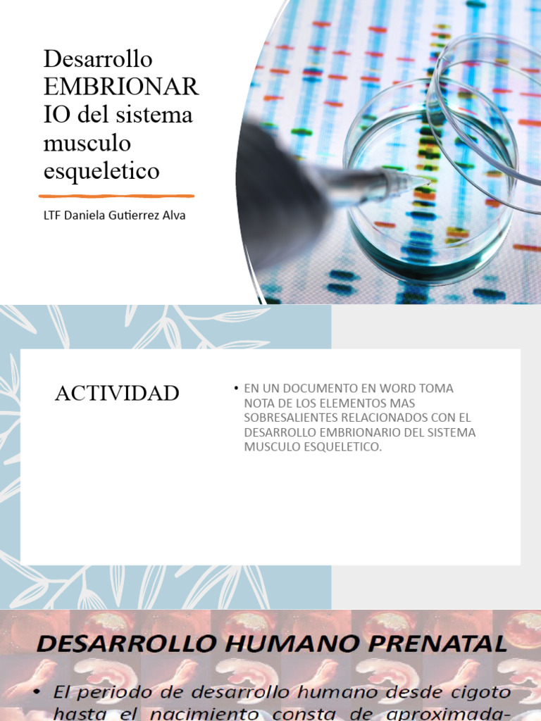 Desarrollo Embrionario Del Sist Musq | PDF | Sistema musculoesquelético ...