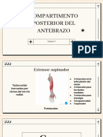 Compartimento Posterior Del Antebrazo