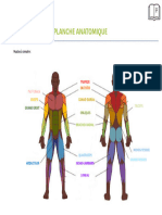 Planche Anatomique