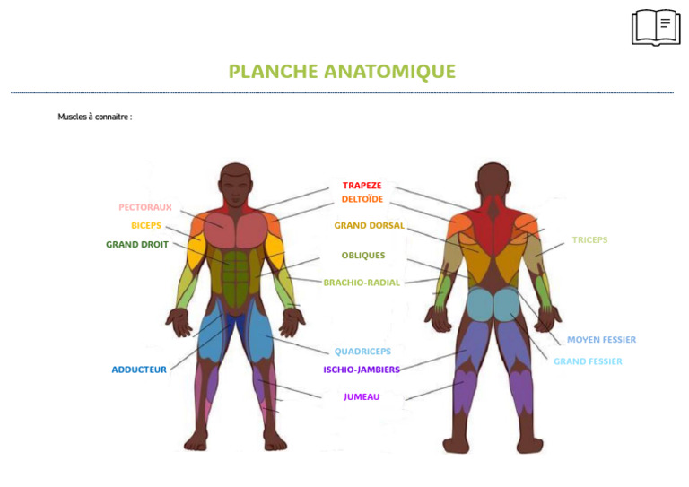 Planche Anatomique des Muscles Humains | PDF | Bien-être
