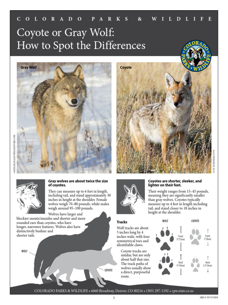 Coyote vs. Gray Wolf Identification Guide | PDF | Coyote | Canis Lupus