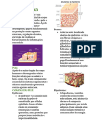 Sistema Tegumentar