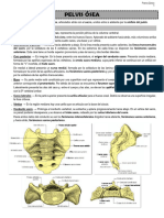 Anatomía - Pelvis Ósea. Diafragma Pelvico. Periné