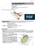 Anatomía - Sistema Genital Masculino