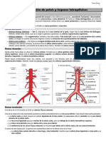 Anatomía - Vascularización de Pelvis y Órganos Intrapélvicos