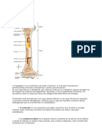 Estructura Del Hueso