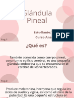 Exposición Glándula Pineal