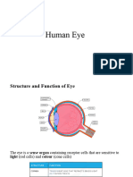 Human Eye