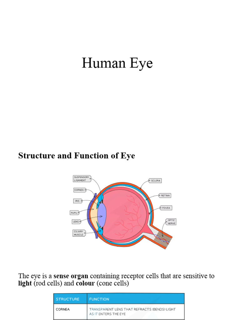 Eye Structure and Function Guide | PDF