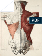 anatomia espalda