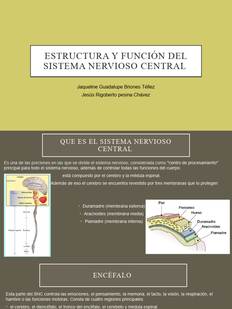 Estructura y Función Del Sistema Nervioso Central | PDF | Cerebro ...