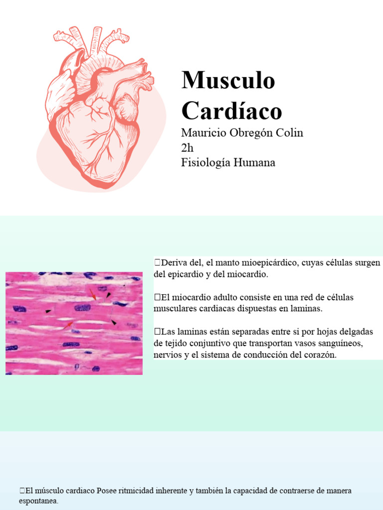 Anatomy Infographics by Slidego Descargar gratis PDF Músculo Corazón