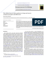 Chitinsynthesis