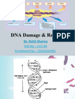 3rd Sem Seminar - DNA Damage & Repair