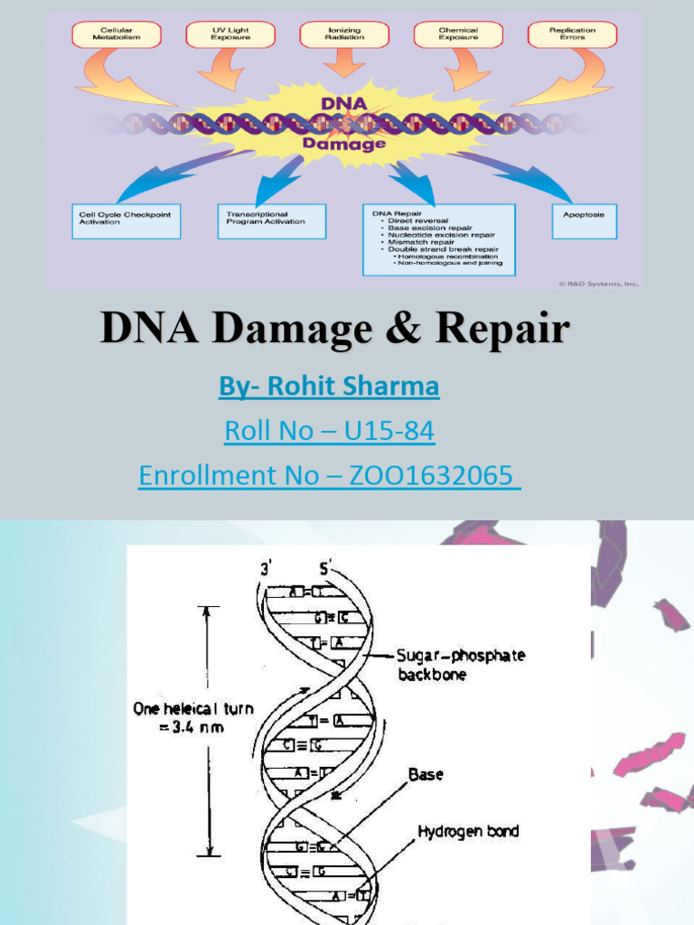 DNA Damage and Repair Mechanisms | PDF | Dna Repair | Dna
