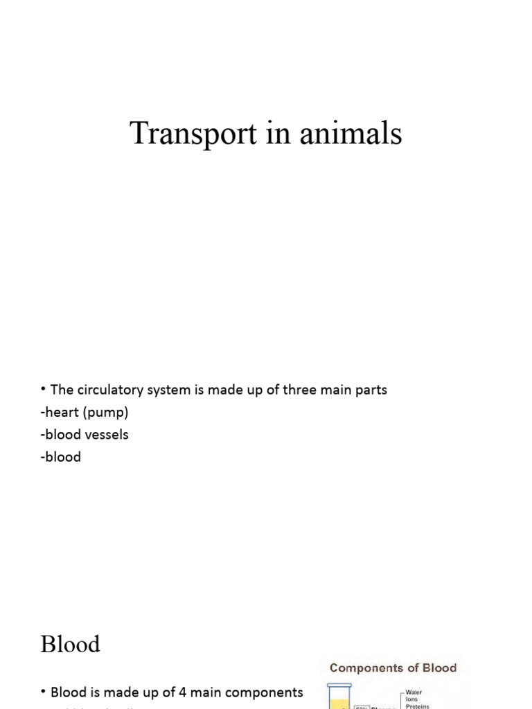 Animal Circulatory System Overview | PDF | Ventricle (Heart) | Atrium ...