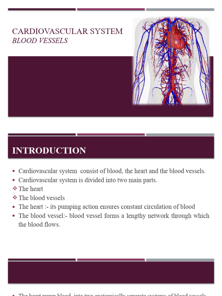 Cardiovascular System-Blood Vessels | PDF | Artery | Vein