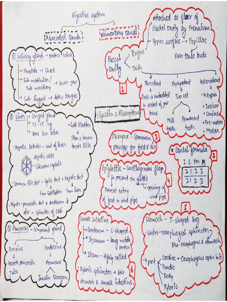 Chap 16 digestion and absorption class 11 mind map human physiology