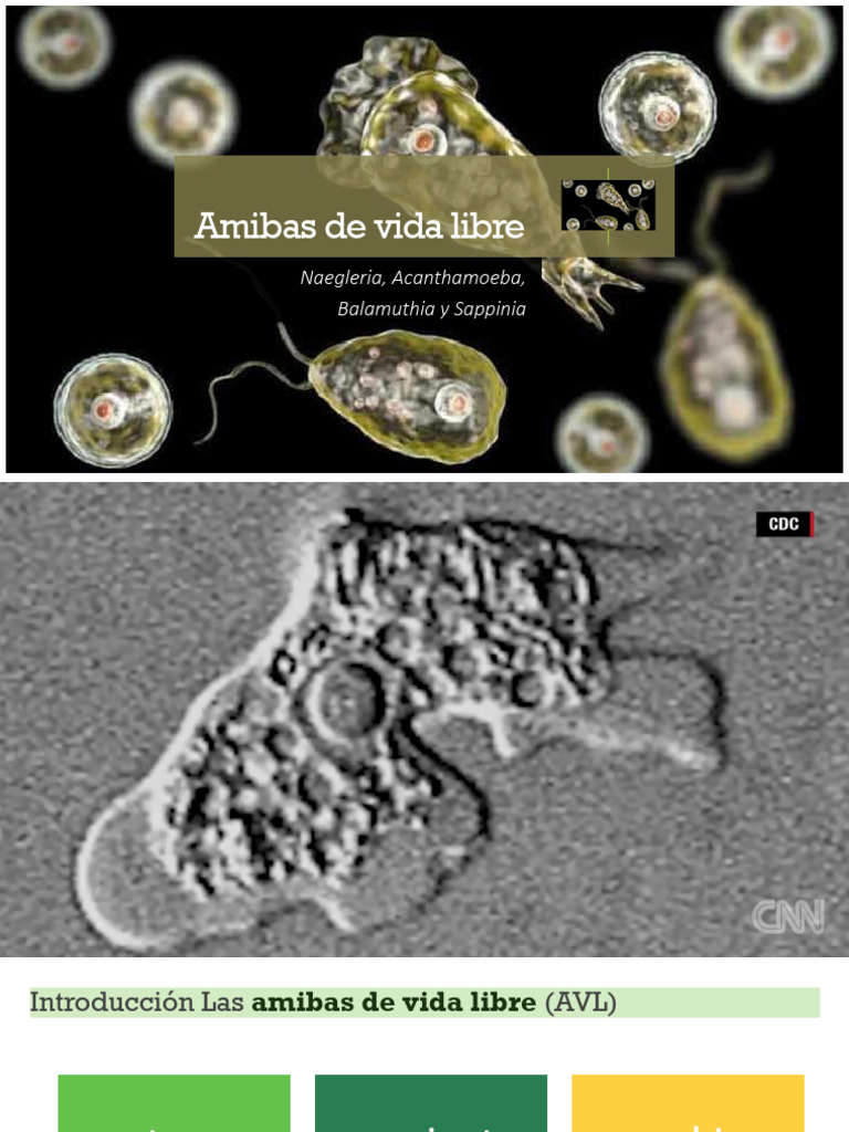 Amibas De Vida Libre Pdf Biología
