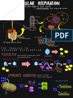 Cellular Respiration Discussion Notes