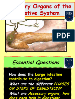 Accessory Organs of The Digestive System