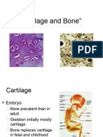 Lecture 6 - Cartilage & Bones