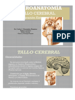 Abrir Tallo Cerebral