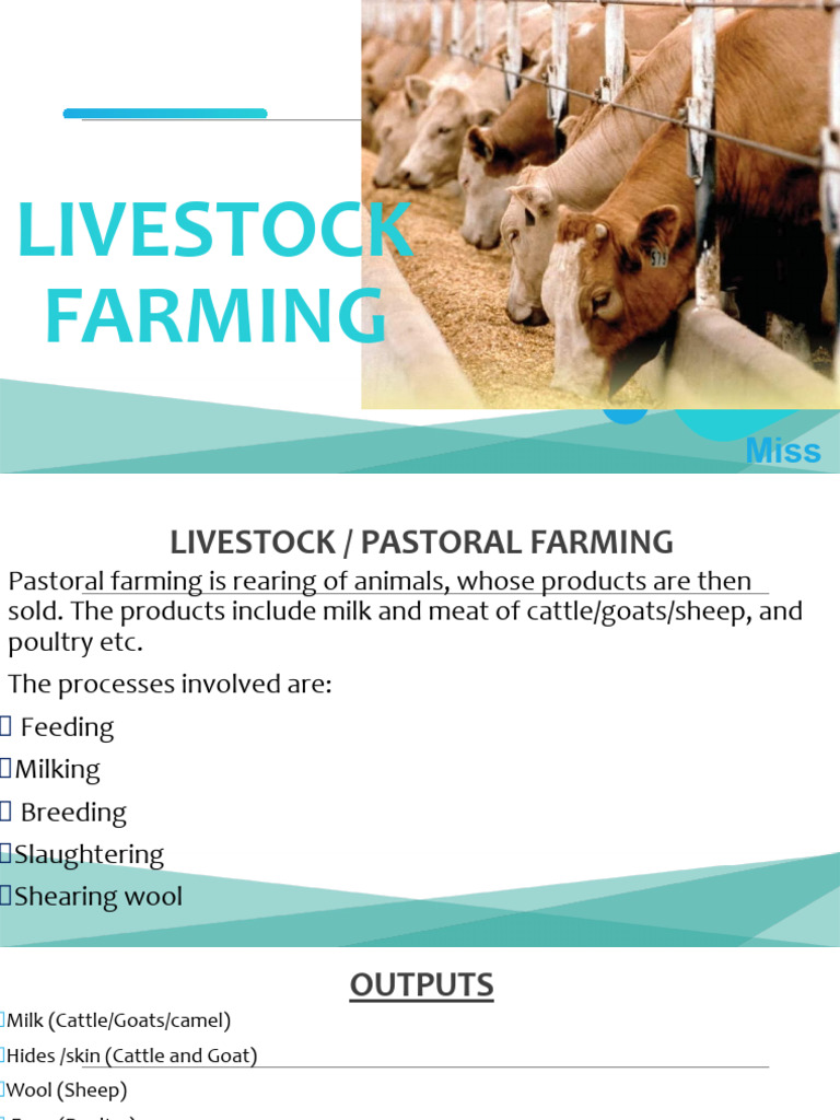 Livestock visual data 2