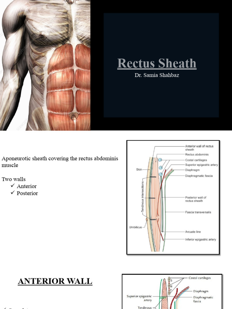 10.rectus Sheath | PDF | Soft Tissue | Musculoskeletal System