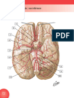 72 Artères de L'encéphale (Vue Inf) - Mémofiches Netter Kamina 20