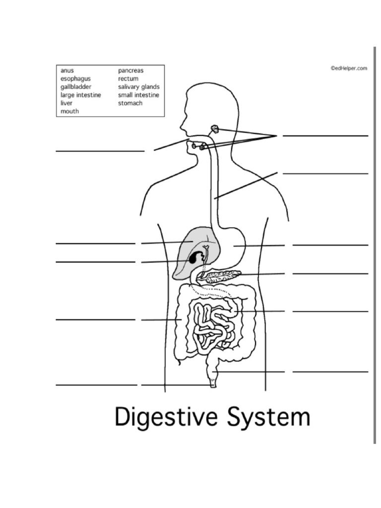 Digestive system PDF