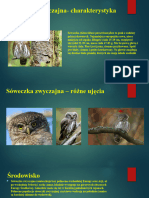 Sóweczka (Zwyczajna) Wygląd-2 at