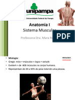 Sistema Muscular