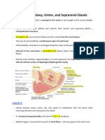 Anatomy I - Kidney, Ureter, and Suprarenal Glands