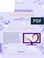 Kel 16 S.haematobium