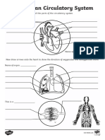 t2 S 430 Human Body Overall Circulatory System Labelling Activity Sheet - Ver - 2