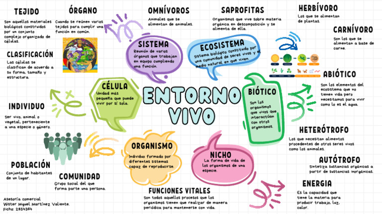 Mapa Mental del Entorno Vivo | PDF | Organismos | Plantas