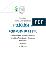 Práctica Estructura de La Piel