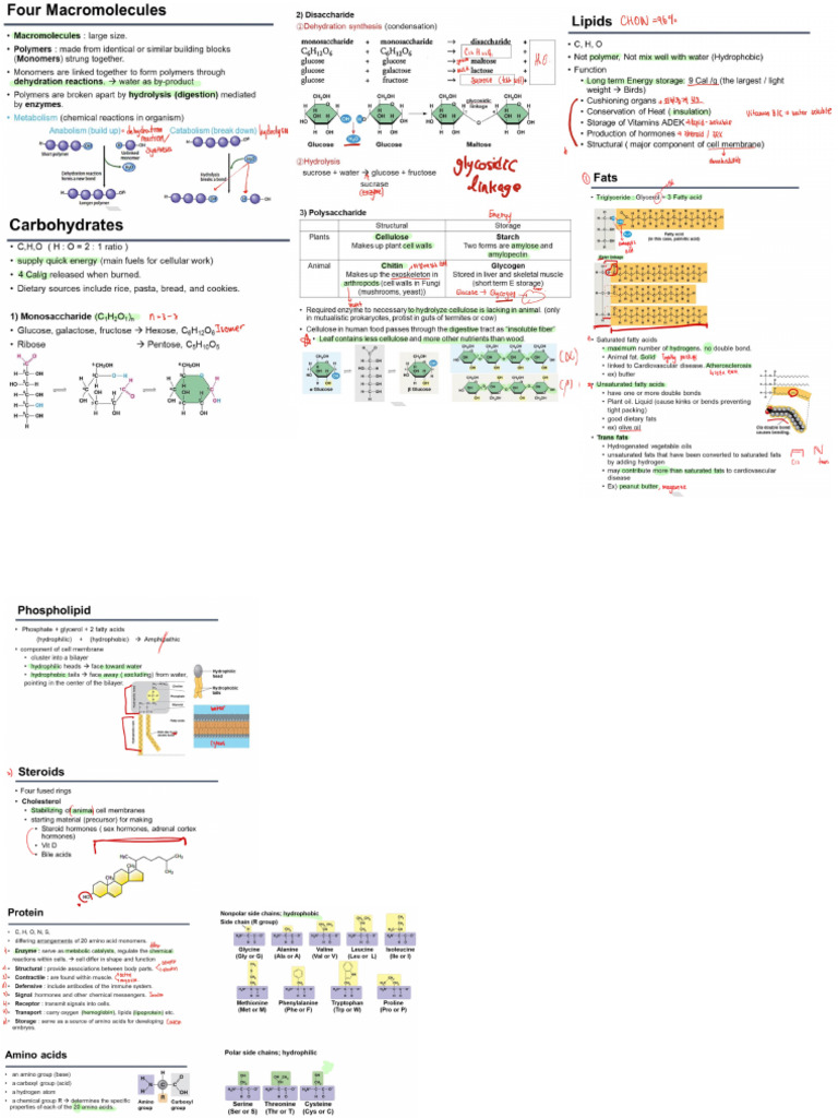 2T2 IB Biology Note | PDF