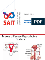Male-Female Reproduction Anatomy PowerPoint