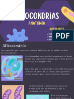 Mitocondrias