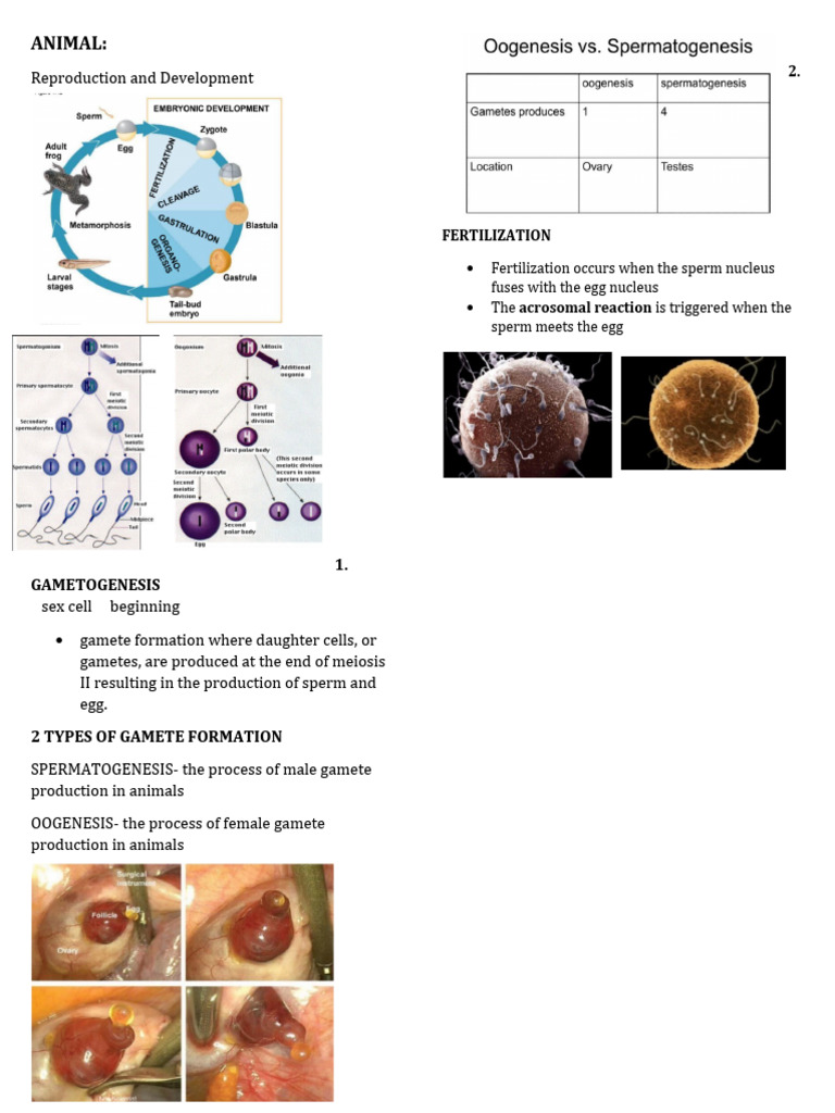 Animal Reproduction and Development Guide | PDF | Menstrual Cycle | Ovary