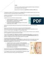 Il Metabolismo Del Glucosio