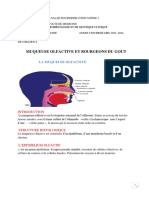 La Muqueuse Olfactive Et Les Bourgeons Du Gout