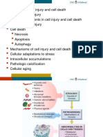 2024 - Cell Injury Cell Death and Adaptations