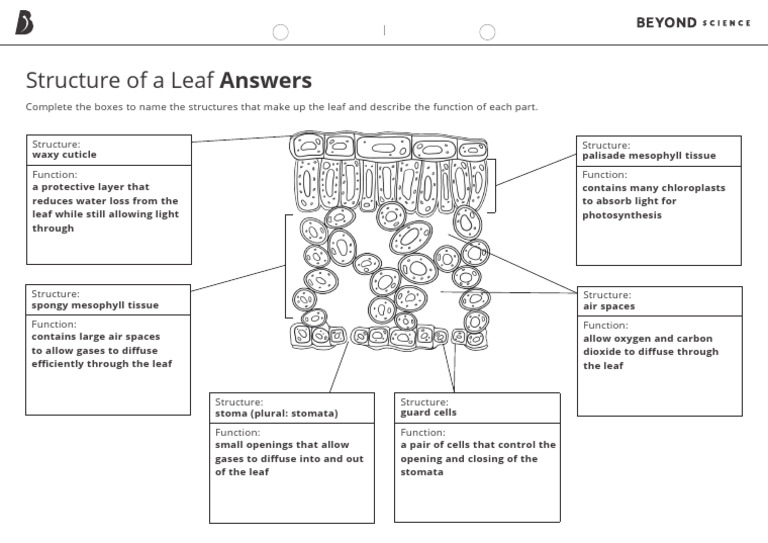 structure-of-a-leaf-worksheet-answers-pdf