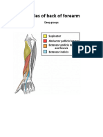 Muscles of Back of Forearm