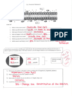 Transport Worksheet Key