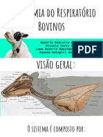 Anatomia Do Respiratório Bovinos